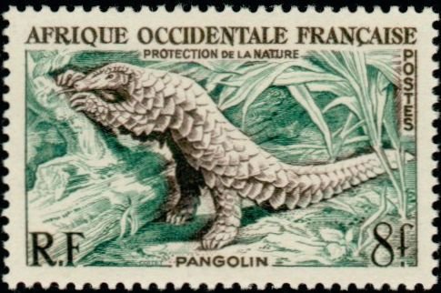 Ground Pangolin (Manis temmincki)