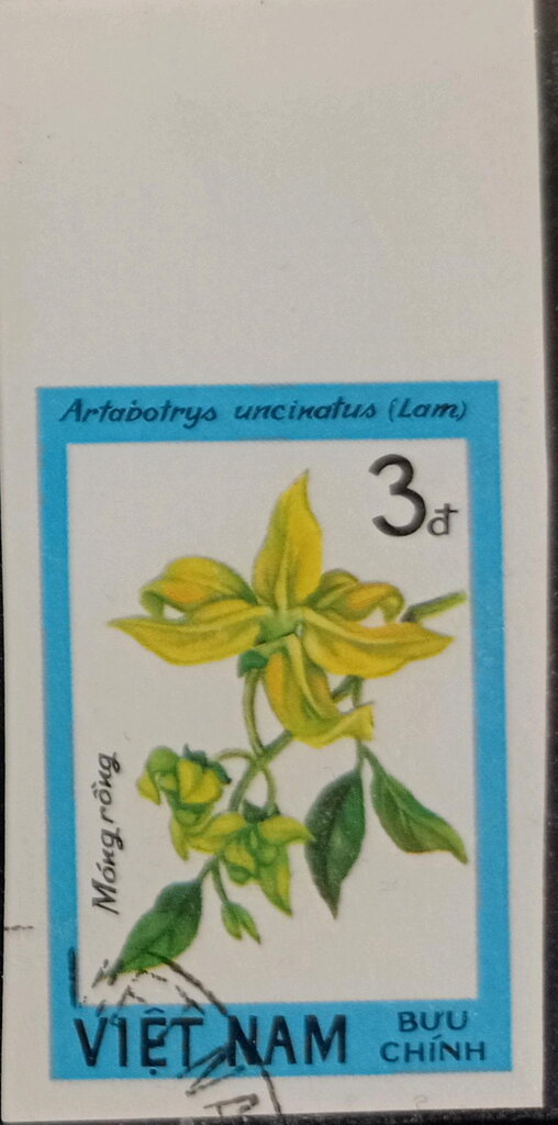 Artabotrys uncinatus