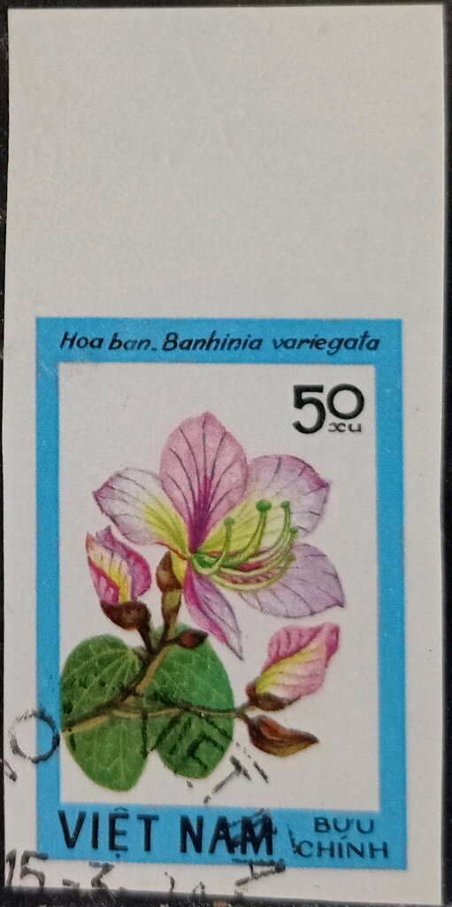 Bauhinia variegata