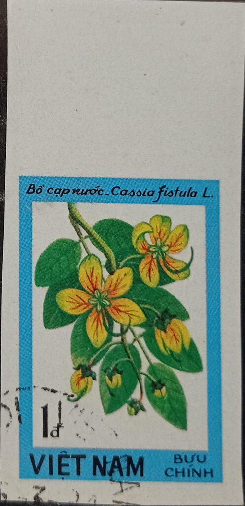 Cassia fistula L.