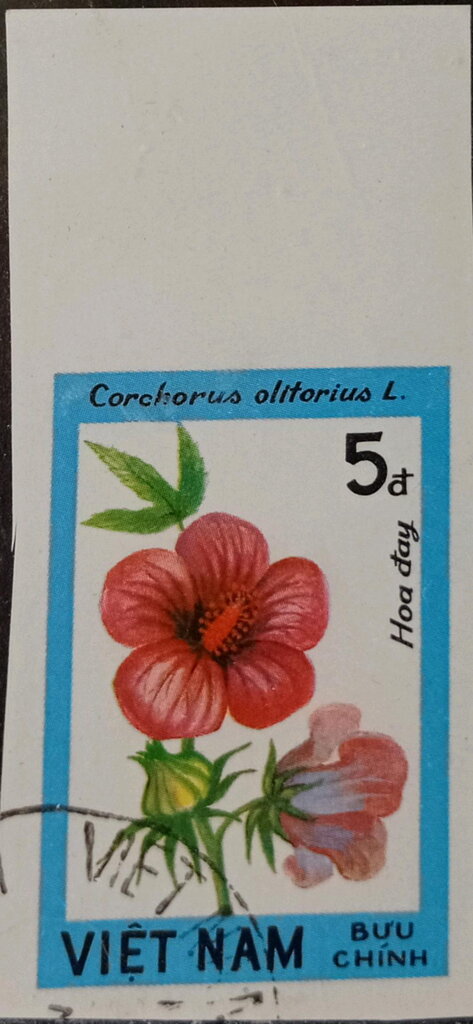 Corchorus olitorius
