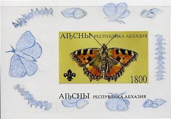 Butterfly