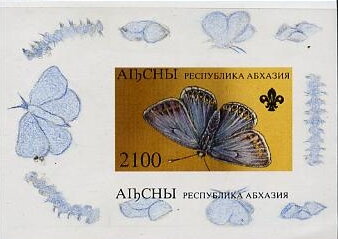 Butterfly