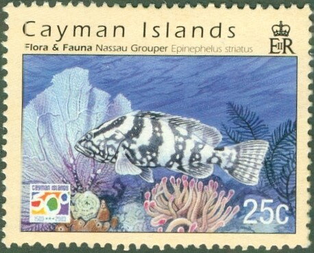 Nassau grouper