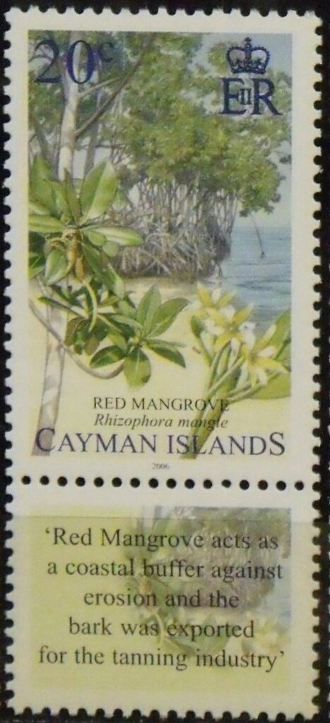 Red mangrove (Rhizophora mangle)