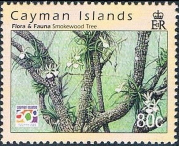 Smokewood tree