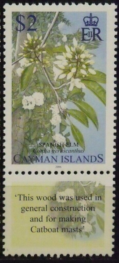 Spanish Elm ( Cordia gerascanthus)