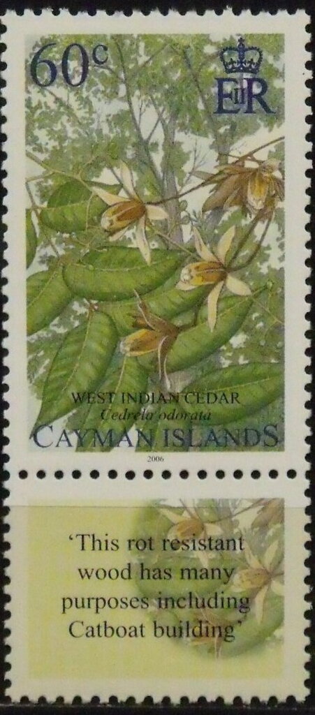 West Indian cedar (Cedrela odorata)