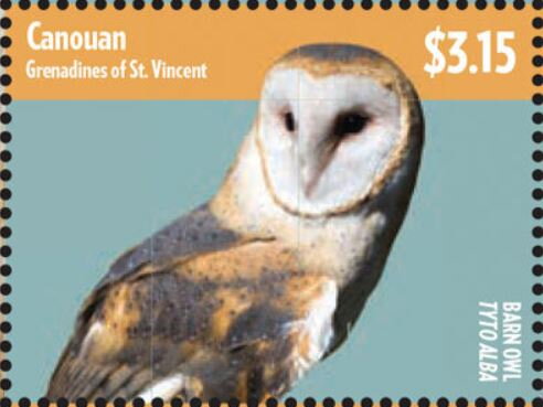 Barn Owl (Tyto alba)