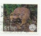 Kiwi - White Border