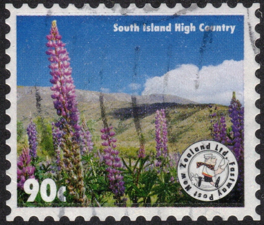 Lupins. South Island High Country - Large size