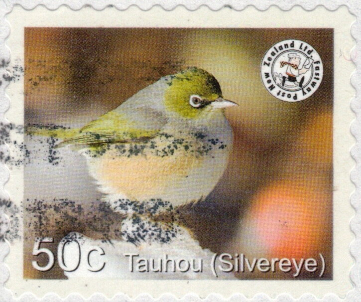 Silvereye - White Border