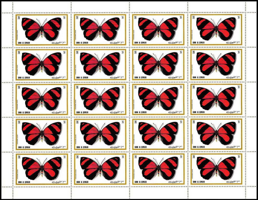 Astarte Eighty-eight (Callicore astarte)