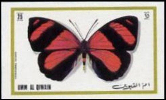 Astarte Eighty-eight (Callicore astarte)