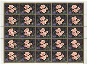 Full Pane, Bon Soir, Umm al-Qiwain,  , Flowers, Plants (Flora), Roses