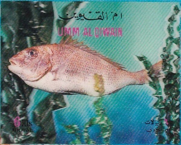 Cichlid