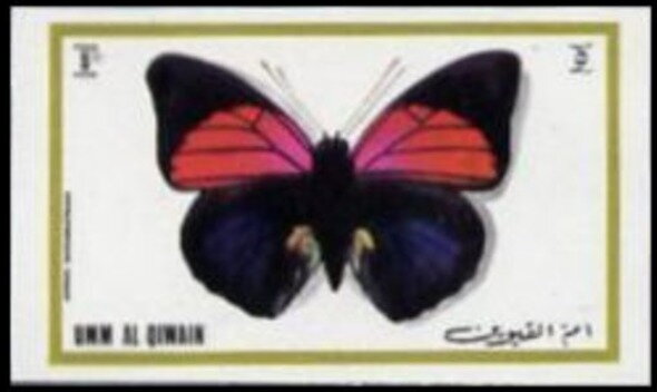 Claudina Agrias (Agrias claudina ssp. sardanapalus)