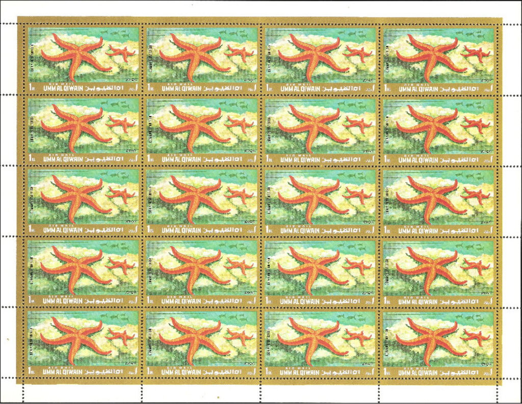 Common Starfish (Asterias rubens)