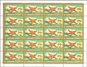 Full Pane, Common Starfish (Asterias rubens), Umm al-Qiwain,  , Animals (Fauna), Sea Life, Starfish