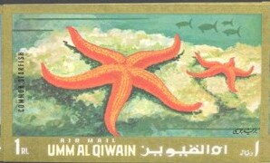 Common Starfish (Asterias rubens)