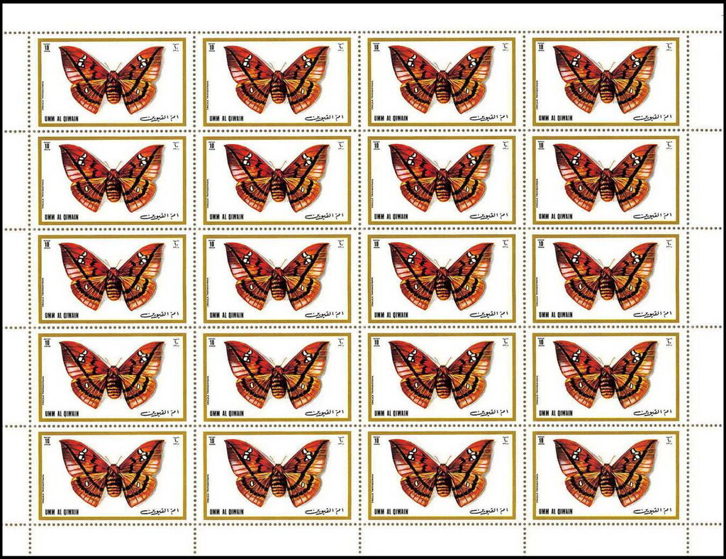 Cricula Silkmoth (Cricula trifenestrata)