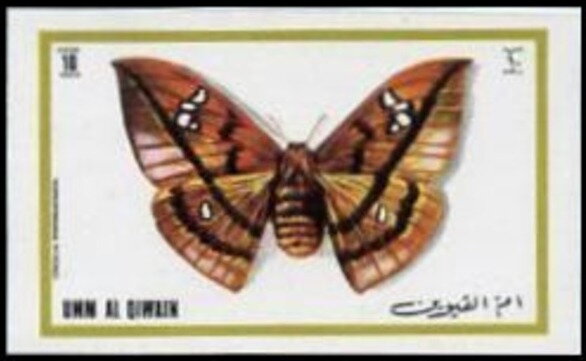 Cricula Silkmoth (Cricula trifenestrata)