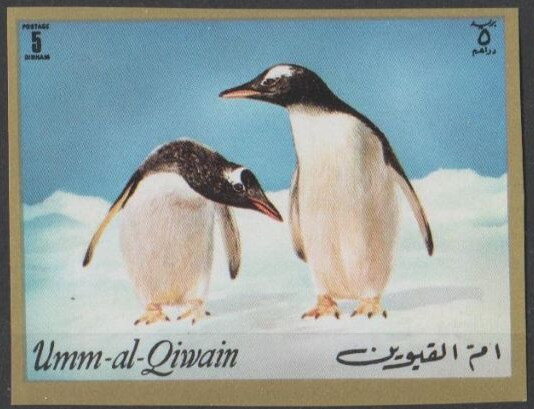 Gentoo Penguin (Pygoscelis papua)