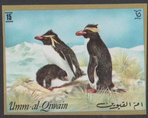 Macaroni Penguin (Eudyptes chrysolophus)