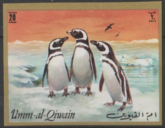 Magellanic Penguin (Spheniscus magellanicus)