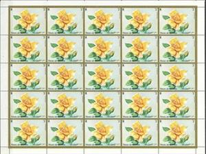 Full Pane, Sutter's Gold, Umm al-Qiwain,  , Roses
