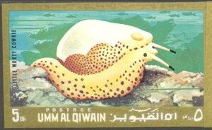 Warty Egg Cowrie (Calpurnus verrucosus)