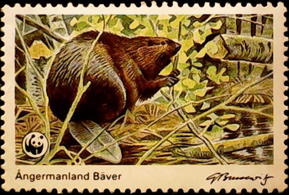 Beaver