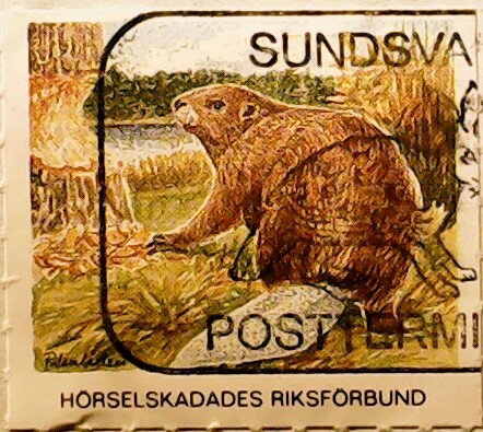 Beaver