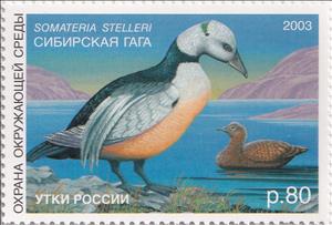 Stamp, Somateria stelleri, Cinderellas,  , Animals (Fauna), Birds, Ducks