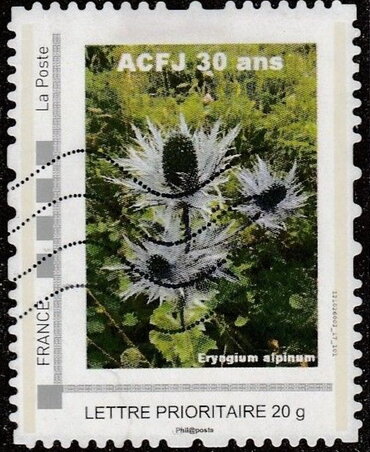 ACFJ 30 years Eryagium alpinum