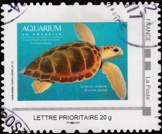 La Rochelle Aquarium loggerhead sea turtle (Caretta caretta)