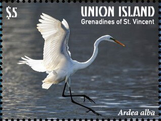 Ardea alba