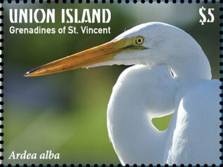 Ardea alba