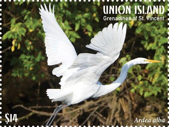 Ardea alba