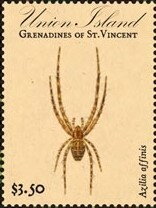 Azillia affinis
