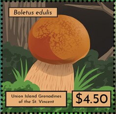 Boletus edulis
