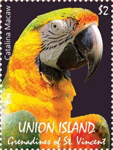 Catalina Macaw