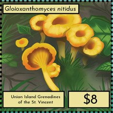 Gloioxanthomyces nitidus