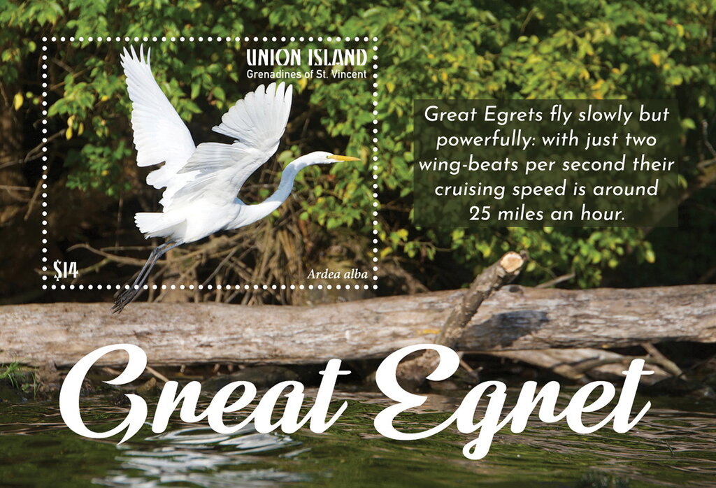 Great Egret