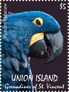 Hyacinth Macaw