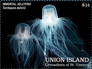 Stamp, Immortal Jellyfish (Turritopsis dohrnii), Grenadines of St. Vincent, Union Island,  , Animals (Fauna), Jellyfish, Sea Life