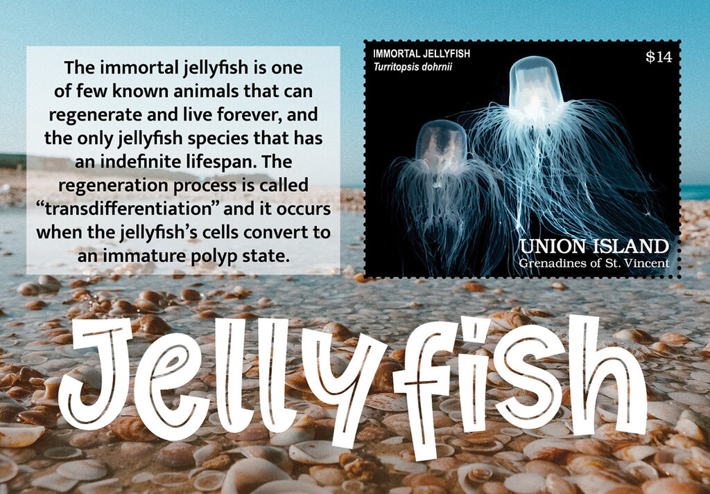 Jellyfish