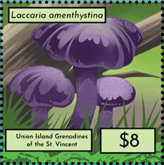 Laccaria amenthystina