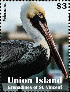 Pelecanus