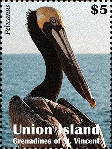 Pelecanus
